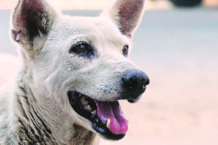 रेबिजचा वाढता धोका! निर्बीजीकरणात अपयश रेबिजचा वाढता धोका! निर्बीजीकरणात अपयश