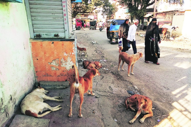 राज्याचा आढावा : नाशिक – वाढत्या अपघातांना भटके कुत्रे हे कारणीभूत
