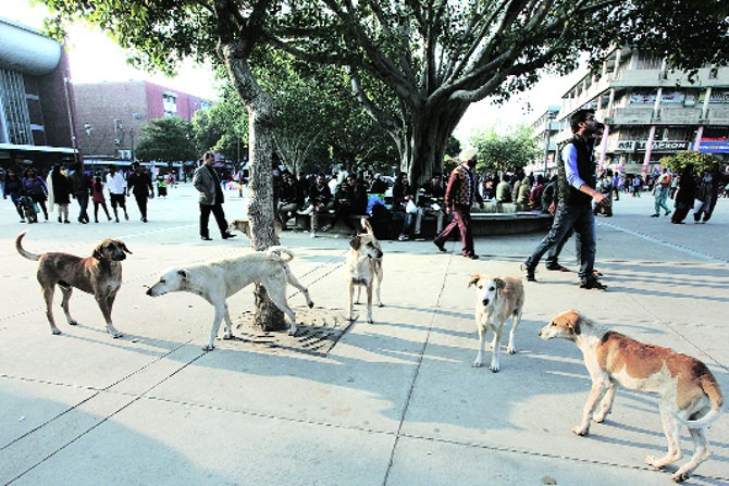 राज्याचा आढावा : नागपूर – पिसाळलेल्या कुत्र्यांचा बंदोबस्त होत नाही राज्याचा आढावा : नागपूर – पिसाळलेल्या कुत्र्यांचा बंदोबस्त होत नाही