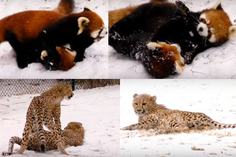 ( छाया आणि व्हिडिओ सौजन्य : Cincinnati Zoo )

