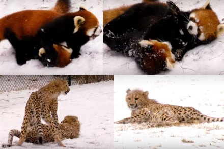 ( छाया आणि व्हिडिओ सौजन्य : Cincinnati Zoo )
