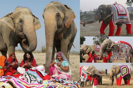 गावकरी महिलांनी हत्तींसाठी स्वेटर विणले आहे ( छाया सौजन्य : डेली मेल)
