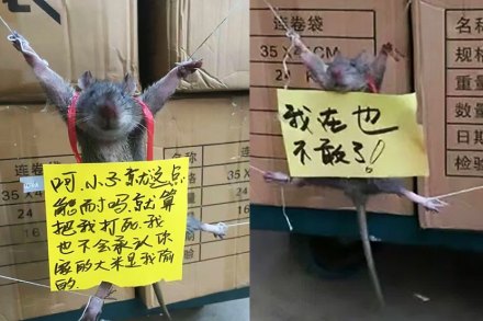 उंदराने धान्याच्या दुकानातील धान्यांची चोरी केली म्हणून त्याला दुकानदाराने दोरीने बांधून ठेवलं. ( छाया सौजन्य : सीएनइ)