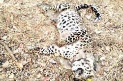 पर्यटक अभयारण्यात आणि प्राणी नागरी वस्त्यांवर