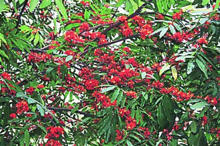 पिंपळपान : अशोक पिंपळपान : अशोक