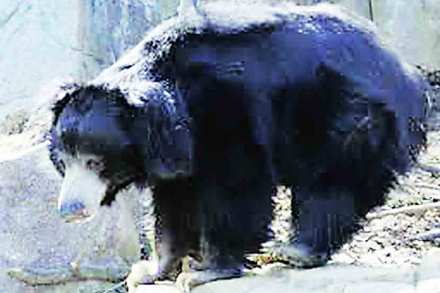 वध्र्यात अस्वलांचे अभयारण्य?