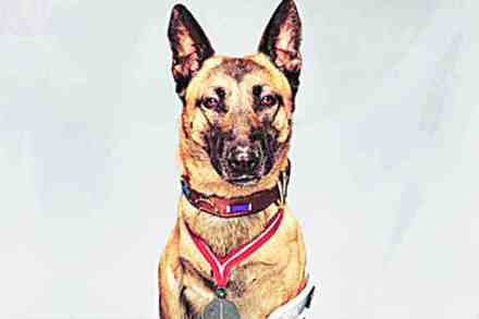 पेट टॉक : श्वानवीरांची शौर्यगाथा पेट टॉक : श्वानवीरांची शौर्यगाथा