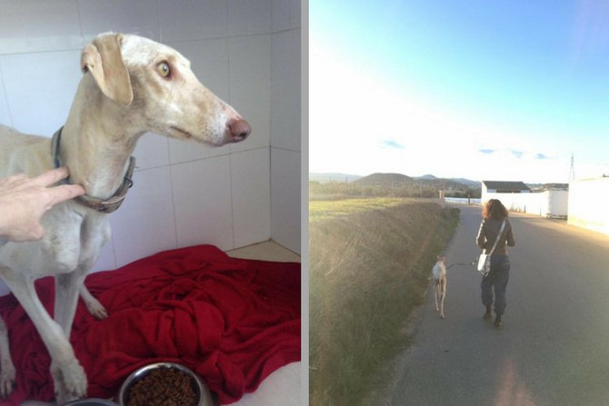 VIDEO : एकमेकांपासून दुरावलेल्या आई आणि पिलांची अनोखी भेट! VIDEO : एकमेकांपासून दुरावलेल्या आई आणि पिलांची अनोखी भेट!