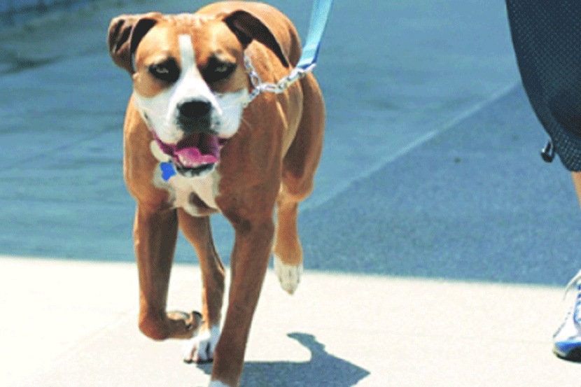 पाळीव कुत्र्यामुळे अस्वच्छता पसरल्यास मालकाला दंड पाळीव कुत्र्यामुळे अस्वच्छता पसरल्यास मालकाला दंड