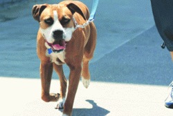 पाळीव कुत्र्यामुळे अस्वच्छता पसरल्यास मालकाला दंड