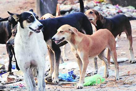 दरमहा ८०० जणांना श्वानदंश