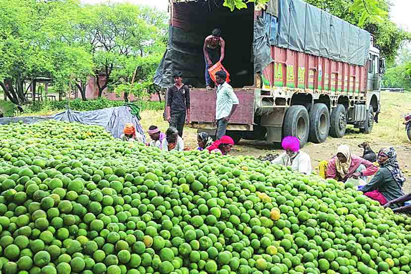 कळंब तालुक्यातील शिराढोण येथील राजेंद्र मथुरादास मुंदडा यांच्या बागेतील मोसंबीचे उत्पादन.