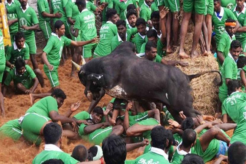 loksatta, marathi news paper, news paper, news online, marathi news, marathi news online, newspaper, news, latest news in marathi, current news in marathi,sport news in marathi, bollywood news in marathi, Jallikattu Tamil Nadu shashikala supreme court ban police action Vijayendra Bidari