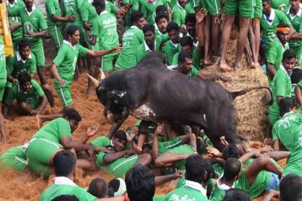 loksatta, marathi news paper, news paper, news online, marathi news, marathi news online, newspaper, news, latest news in marathi, current news in marathi,sport news in marathi, bollywood news in marathi, Jallikattu Tamil Nadu shashikala supreme court ban police action Vijayendra Bidari