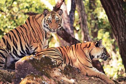 प्रतिनिधीक छायाचित्र