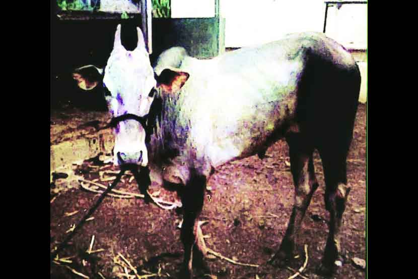 बैलाच्या मालकीसाठी शर्यत बैलाच्या मालकीसाठी शर्यत