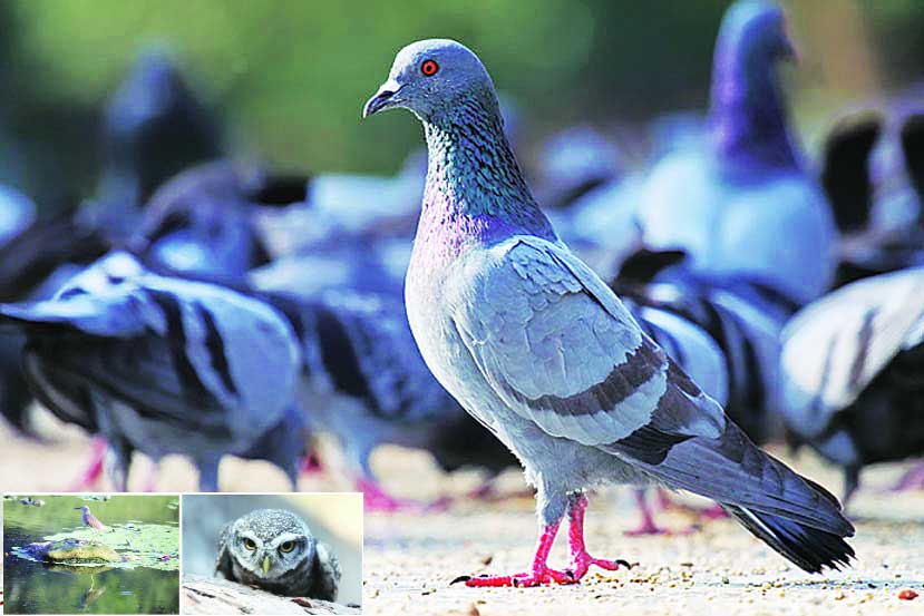 सिमेंटच्या जंगलातून पक्ष्यांचे स्थलांतर