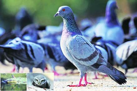 सिमेंटच्या जंगलातून पक्ष्यांचे स्थलांतर