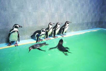 ‘काळाकोट’वाल्यांचा राणीच्या बागेत थाटात संसार