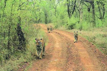 वन पर्यटन : ताडोबा – अंधारी व्याघ्र प्रकल्प