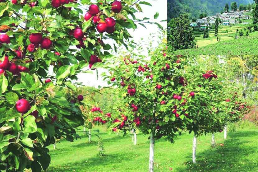 जायचं, पण कुठं? : ननितालच्या तालावर..
