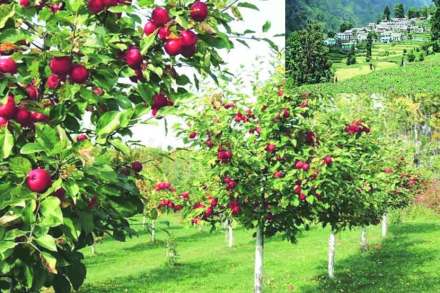 जायचं, पण कुठं? : ननितालच्या तालावर..