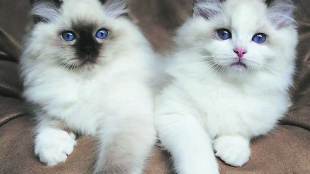 case against two women, cats, Pune,marathi news