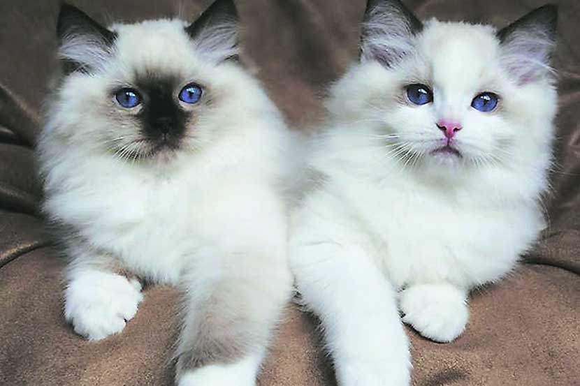 case against two women, cats, Pune,marathi news