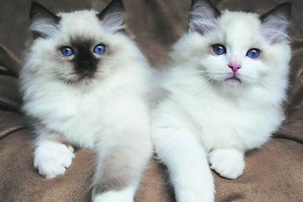 case against two women, cats, Pune,marathi news