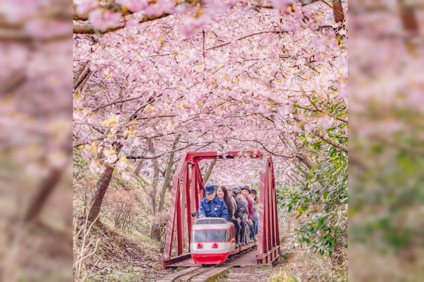 Kawazu sakura, sakura, cherry blossom, Kawazu sakura, sakura, cherry blossom,