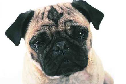 पेट टॉक : जाहिरातींमधला प्राणीउत्सव पेट टॉक : जाहिरातींमधला प्राणीउत्सव