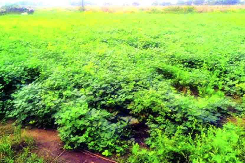 रायगड जिल्ह्यत कडधान्य लागवडीवर भर