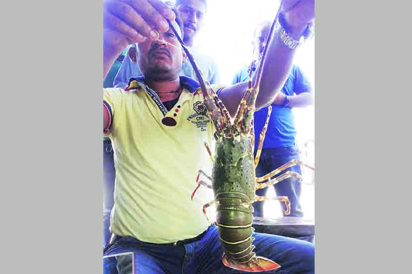 मत्स्यदुष्काळात शेवंडी, खेकडय़ांचा आधार
