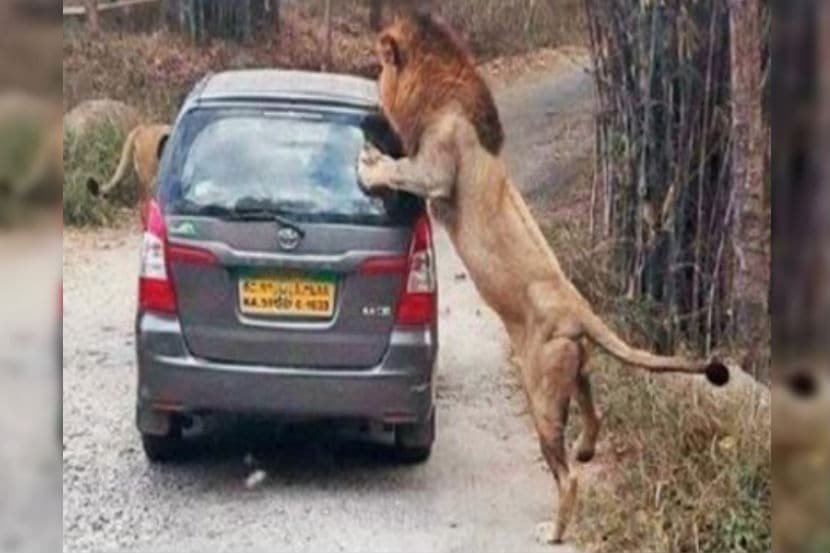 बंगळुरुमधल्या बारहाट राष्ट्रीय उद्यानात जंगल सफारीदरम्यान सिंहांना अधिक जवळून पाहता यावे यासाठी काही पर्यटकांनी छोटी गाडी आरक्षित केली होती. 