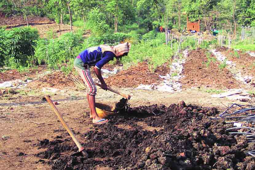 पडीक जमिनीचे सेंद्रिय शेतीमुळे ‘सोने’