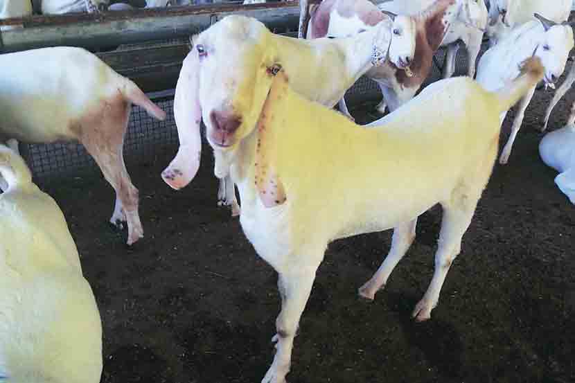 शेळीचे दूध दुर्लक्षितच..