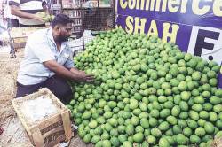 उन्हाचा तडाका हापूस आंब्याला पूरक; आवक वाढली