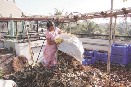 हिरवा कोपरा : पानगळ एक पर्वणी हिरवा कोपरा : पानगळ एक पर्वणी