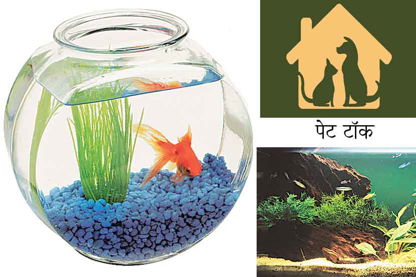 पेट टॉक ; मत्स्यपालन छंद