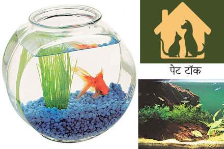 पेट टॉक ; मत्स्यपालन छंद