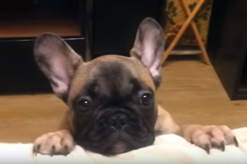 video, viral video, funny video, cute video, puppy video, video of a puppy, cute puppy, french bulldog, emotional blackmail, pets, dog urging his master, marathi news, marathi, Marathi news paper, Marathi news online, Marathi Samachar, Marathi latest news,news, entertainment marathi news, Bollywood news, Sports news in marathi, Health news, political news in marathi,breaking news,marathi batmya