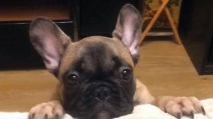 video, viral video, funny video, cute video, puppy video, video of a puppy, cute puppy, french bulldog, emotional blackmail, pets, dog urging his master, marathi news, marathi, Marathi news paper, Marathi news online, Marathi Samachar, Marathi latest news,news, entertainment marathi news, Bollywood news, Sports news in marathi, Health news, political news in marathi,breaking news,marathi batmya