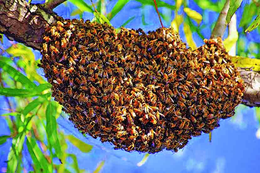 honey bee
