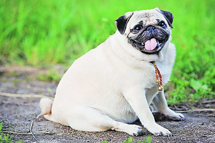 पेट टॉक : श्वान लठ्ठपणाची सुदृढ बाजारपेठ पेट टॉक : श्वान लठ्ठपणाची सुदृढ बाजारपेठ