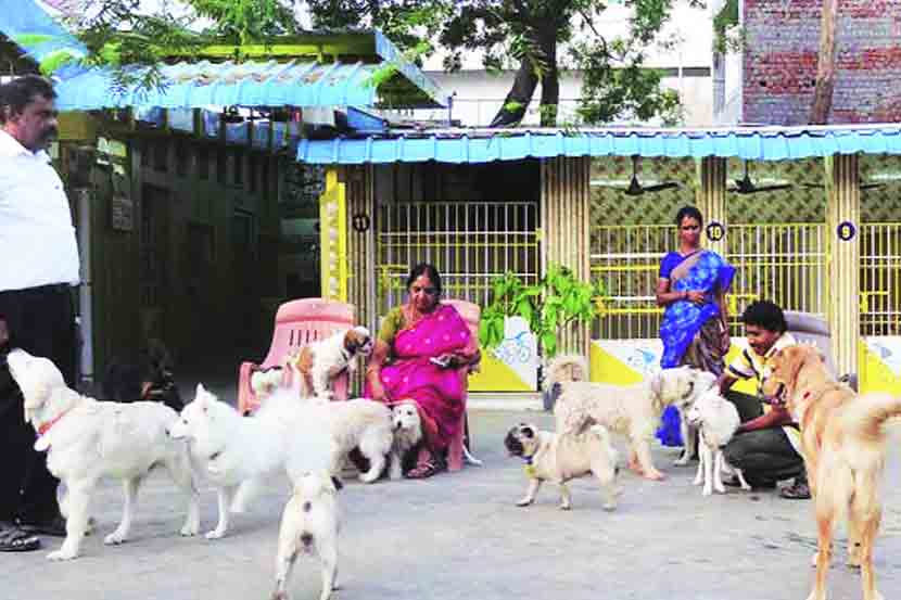 पेट टॉक : प्राणी पाळणाघरे