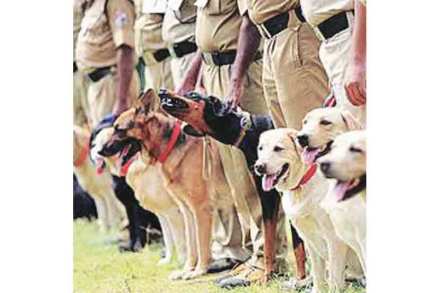 virat dog