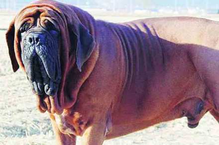 पेट टॉक : प्राणिप्रेमाची लाखाची गोष्ट