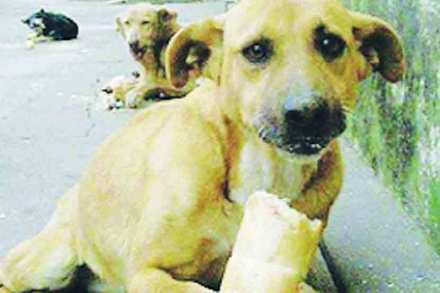 प्राणिमित्रांचा अतिउत्साह प्राण्यांच्याच जिवावर प्राणिमित्रांचा अतिउत्साह प्राण्यांच्याच जिवावर