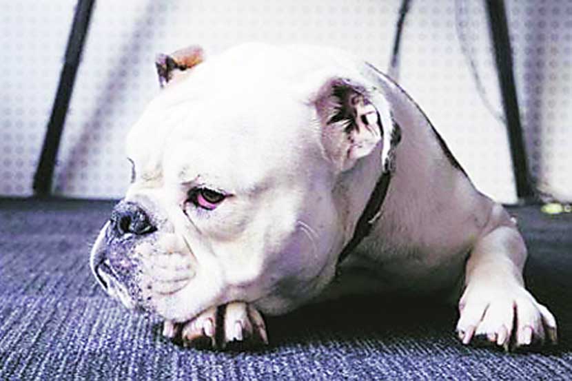 ठरावीक प्रजातीच्या श्वानासाठीचा मानवी अट्टहास या प्राण्यासाठी घातक ठरू लागल्याचे दिसून येत आहे. ठरावीक प्रजातीच्या श्वानासाठीचा मानवी अट्टहास या प्राण्यासाठी घातक ठरू लागल्याचे दिसून येत आहे.