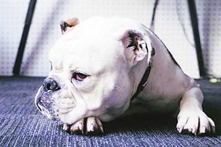 ठरावीक प्रजातीच्या श्वानासाठीचा मानवी अट्टहास या प्राण्यासाठी घातक ठरू लागल्याचे दिसून येत आहे. ठरावीक प्रजातीच्या श्वानासाठीचा मानवी अट्टहास या प्राण्यासाठी घातक ठरू लागल्याचे दिसून येत आहे.